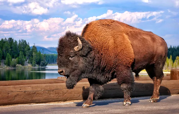 Bridge, nature, river, Bison