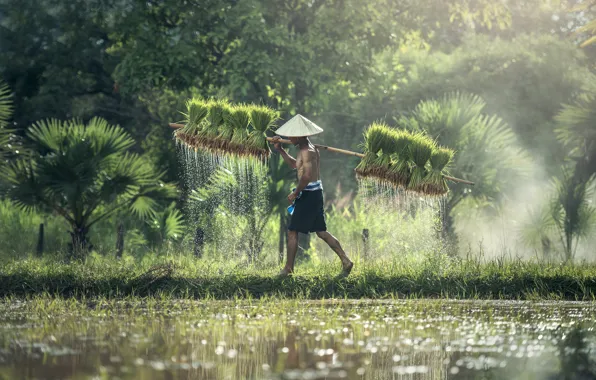 Green, Asia, figure, field, hat, water, sun, asia