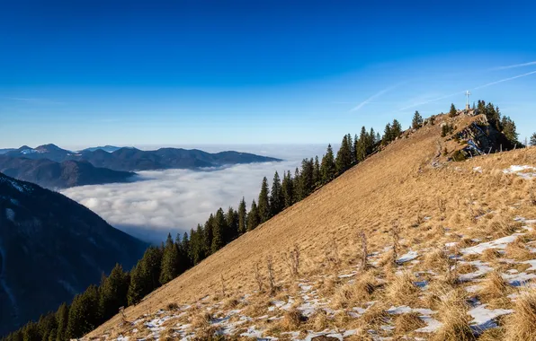 Picture forest, the sky, mountains