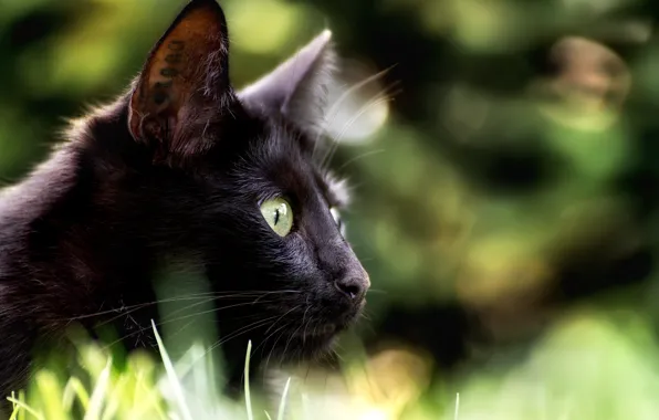 Picture eyes, cat, look, background