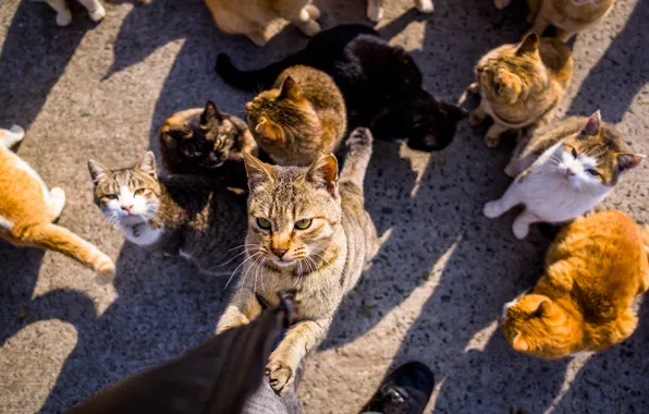 Picture cat, street, a lot