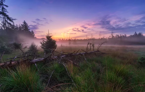 Picture forest, sunset, fog