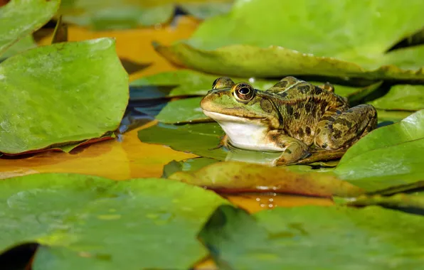 Picture leaves, water, macro, nature, green, pond, frog, pond