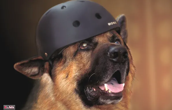 Portrait, helmet, German shepherd