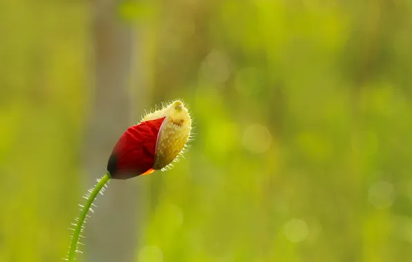 Red, flower, poppy