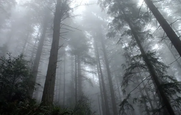 Forest, trees, nature, fog