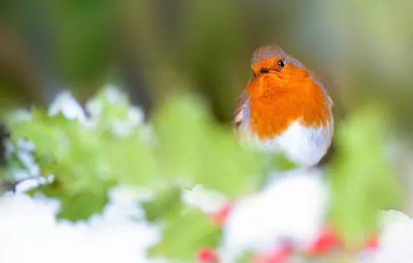 Winter, leaves, snow, orange, background, bird, blur, fruit