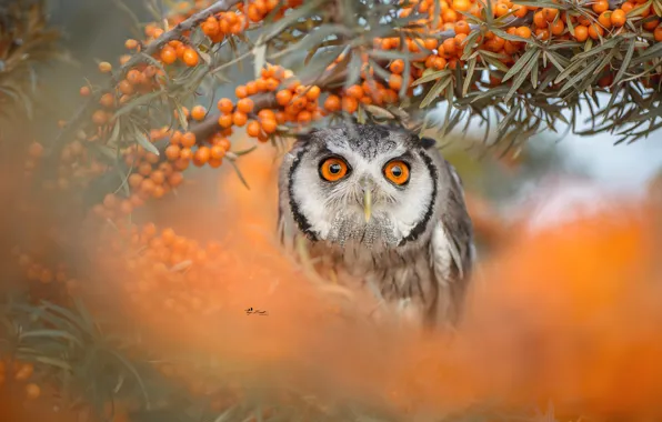LOOK, BIRD, OWL, EYES, BEAK, BERRIES