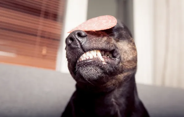 Each, dog, sausage