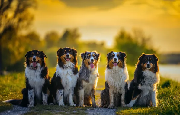 Picture dogs, light, nature, friends