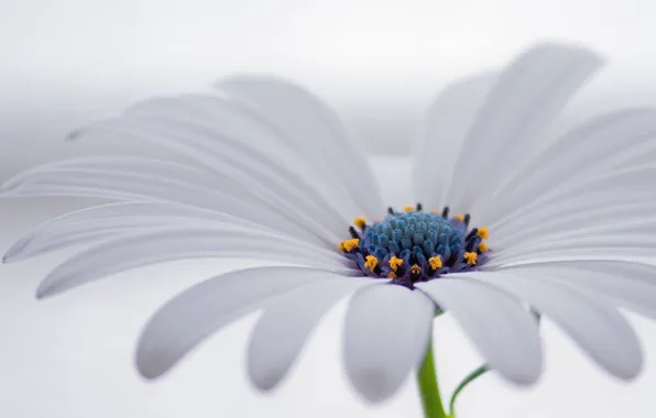 Flower, petals, osteospermum