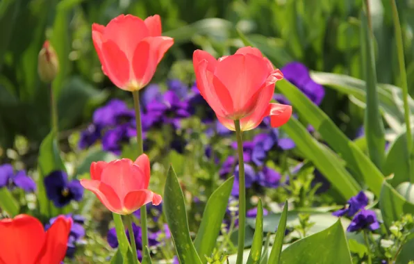 Greens, purple, leaves, light, flowers, red, spring, garden