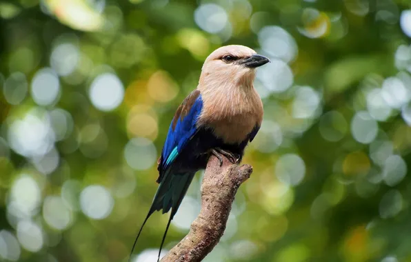 Picture bird, branch, bokeh, sinebrjuhova roller