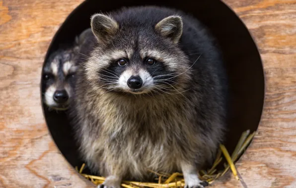 Picture muzzle, pair, raccoon, a gargle