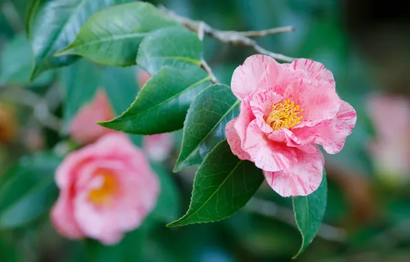 Leaves, flowers, blur, branch, pink, flowering, bokeh, Camellia