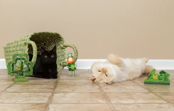 Cat, white, cat, wall, basket, cats, tile, pair