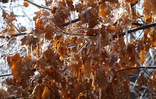 Picture ice, winter, leaves