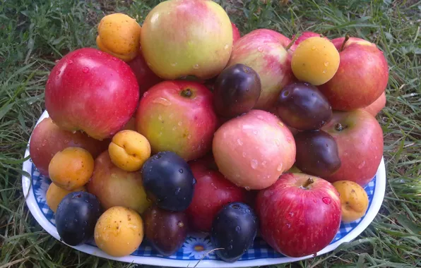 Grass, drops, apples, Summer, fruit, plum, apricots