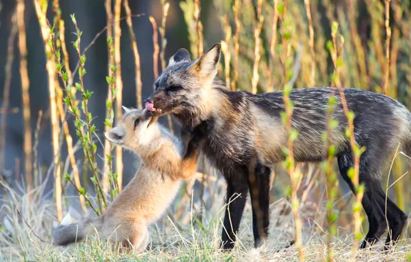 Picture love, Fox, Fox, cub, Fox