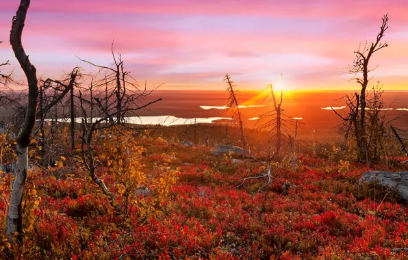 Picture autumn, the sun, rays, landscape, nature, vegetation, tundra