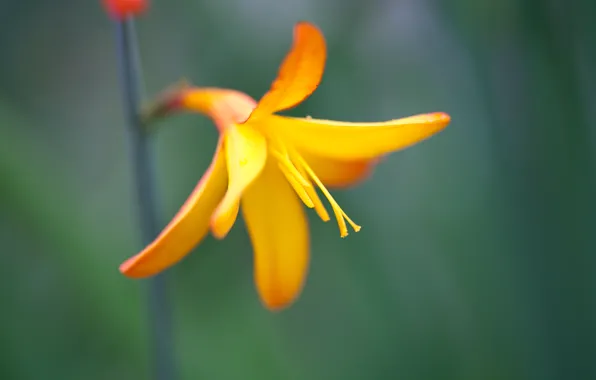 Flower, macro, orange, yellow, plant, petals, stem, green