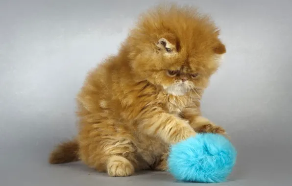 Cat, cat, tangle, kitty, grey background, ginger kitten