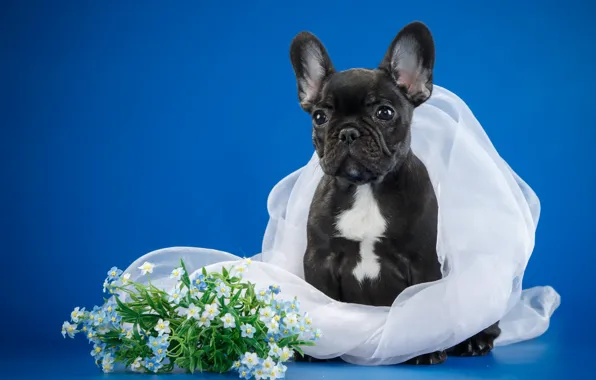 Flowers, puppy, veil, French bulldog