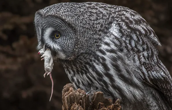 Picture nature, owl, mouse