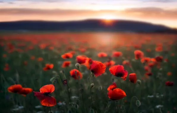 Field, Maki, morning