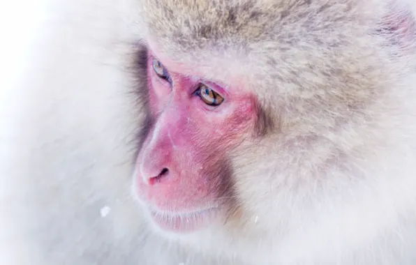 Picture background, monkey, Japanese macaques, snow