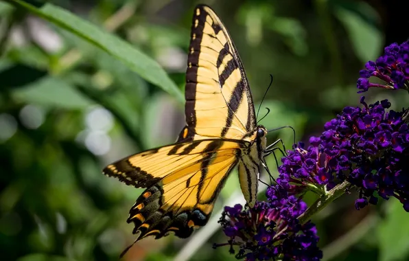 Macro, butterfly, color, wings