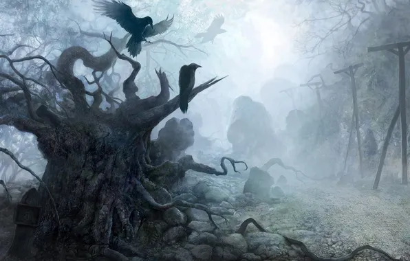Picture forest, trees, fog, crows, dark