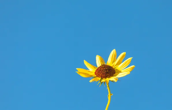 Flower, the sky, petals, stem