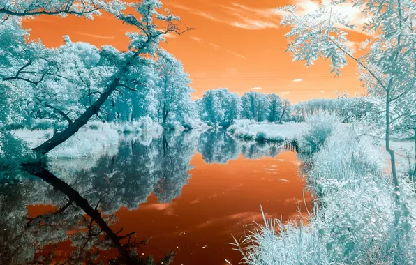 Picture color, trees, river