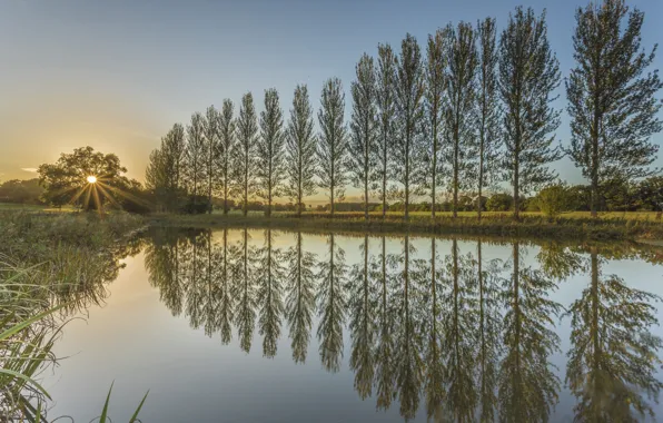 Trees, sunset, pond, reflection, England, England, Northumberland, Northumberland