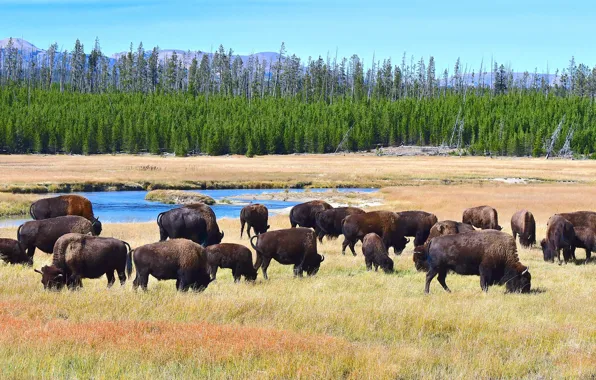 Picture nature, the herd, Buffalo