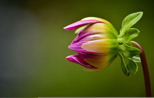 Picture macro, background, pink, Flower, stem, Bud, Dahlia