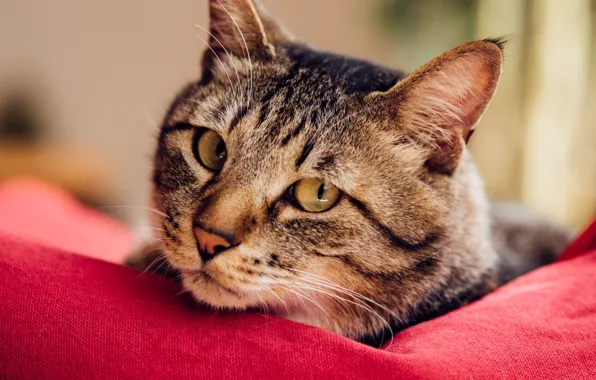 Picture cat, look, muzzle