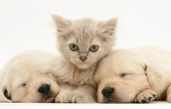 Puppies, Labrador, Kotek