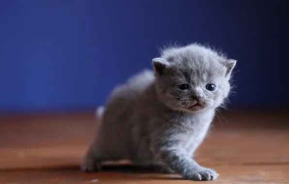 Baby, muzzle, kitty, blue background, British