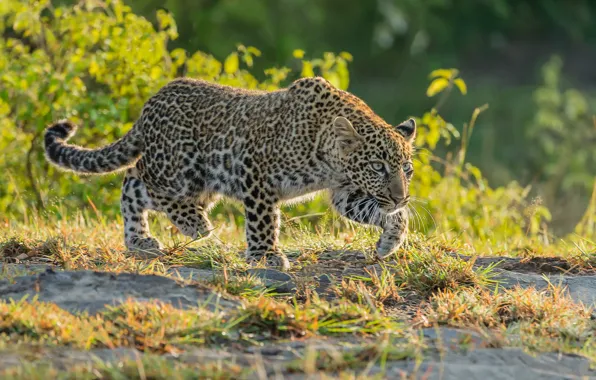 Picture predator, leopard, wild cat