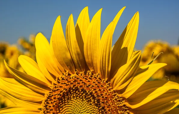 Nature, Macro, sunflower