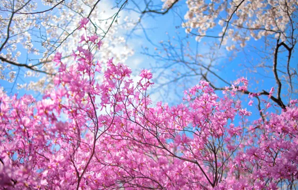 The sky, trees, flowers, spring, garden