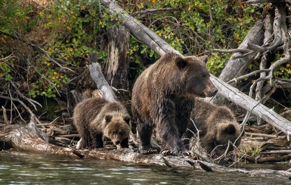 Autumn, branches, nature, shore, foliage, bear, bears, bears