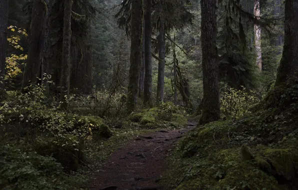 Picture forest, trees, nature, path