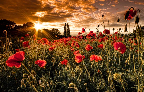 Field, the sun, nature, Maki