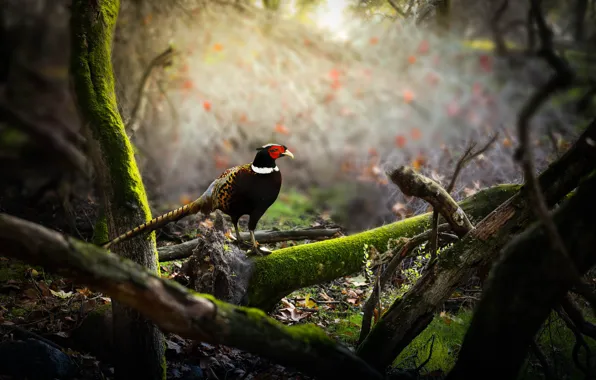 Nature, bird, pheasant