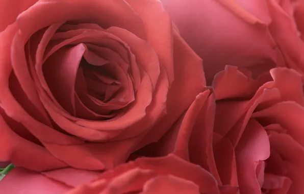 Wallpaper red, red, rose, a bouquet of roses, floral