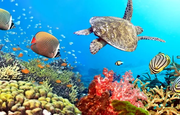 Fish, the ocean, turtle, underwater world, underwater, ocean, fishes, tropical
