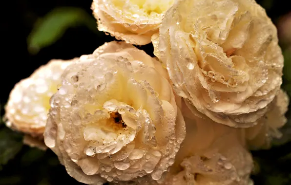 Drops, macro, flowers, roses, cream, lush
